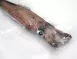 野生透抽