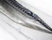 鯖魚